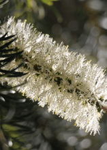 Raconteur - Byron Bay CandleHome FragranceImogino