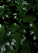 Raconteur - Melbourne 1 CandleHome FragranceImogino