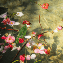 Three More Days - Falling Petals CandleHome FragranceImogino