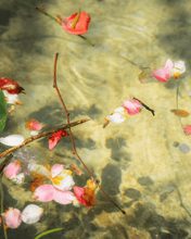 Three More Days - Falling Petals Room SprayHome FragranceImogino