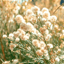 Three More Days - In the Fold CandleHome FragranceImogino